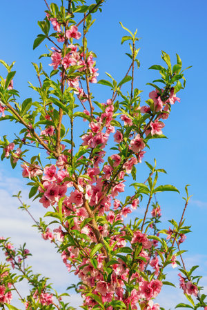 Springtime. Branch of almond tree with pink flowers against blue skyの写真素材