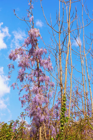 Thin trunks of young trees twined with vines of blooming wisteria in forest. Montenegroの写真素材