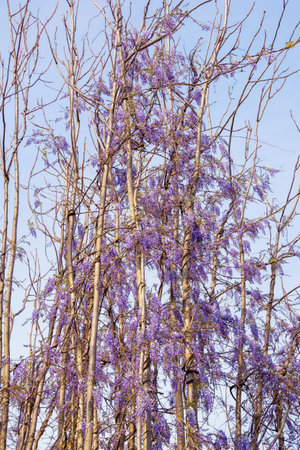 Trunks of young trees twined with blooming wisteria in forest. Montenegroの写真素材