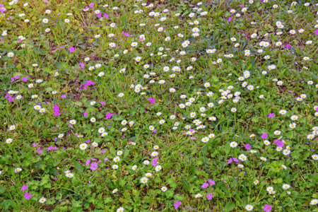 Wildflowers among green grass. Pink flowers of wild carnation ( Dianthus caryophyllus ) and daisies, backgroundの写真素材