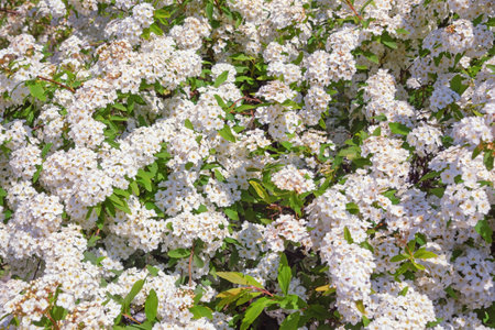 White flowers of Spiraea cantoniensis, spring background