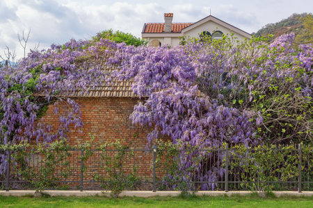 Springtime.  Mediterranean house with beautiful flowers of wisteria. Montenegroの写真素材