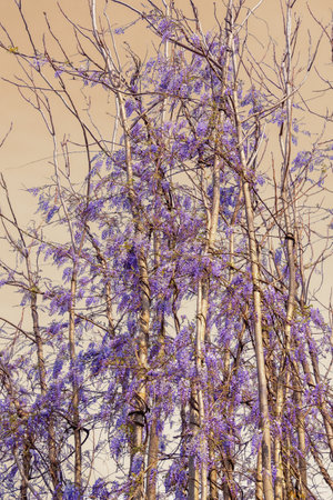 Trunks of young trees twined with blooming wisteria. Toned imageの写真素材