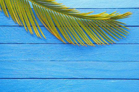 Leaf of palm tree on blue rustic background, copy spaceの写真素材