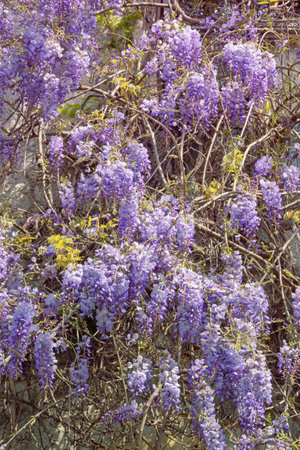 Beautiful flowers of wisteria near wall of  house. Spring backgroundの写真素材