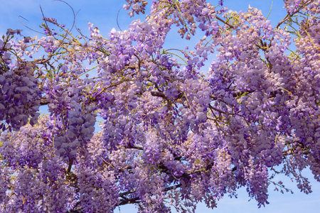 Beautiful flowers of wisteria against blue skyの写真素材