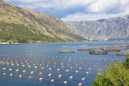 Beautiful Mediterranean landscape, Adriatic Sea. Fish farm in Kotor Bay. Mussel farm, rope culture. Montenegroの写真素材
