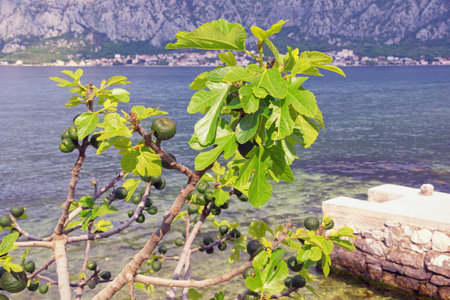 Branches of fig tree ( Ficus carica ) with green fruit. Coast of Bay of Kotor, Montenegroの写真素材