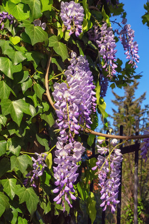 Beautiful flowers of wisteria in park on sunny spring dayの写真素材