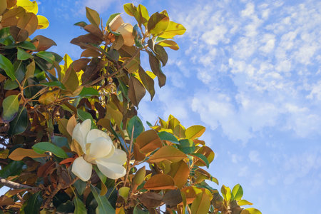 Beautiful flower and leaves of Magnolia grandiflora tree against skyの写真素材