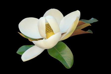 Flower of Magnolia grandiflora isolated on blackの写真素材