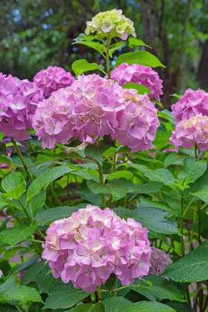 Beautiful pink flowers of hydrangea ( Hydrangea macrophylla ) in gardenの写真素材
