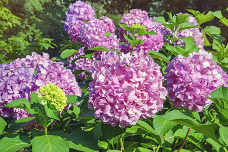 Pink flowers of hydrangea ( Hydrangea macrophylla ) in garden on sunny summer dayの写真素材