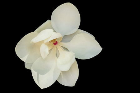 Beautiful white flower of magnolia ( Magnolia grandiflora ) isolated on blackの写真素材
