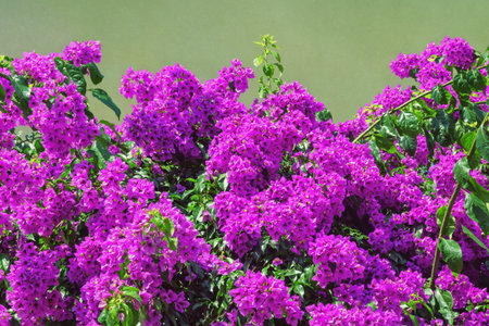 Beautiful purple flowers of  Bougainvillea in  garden. Copy spaceの写真素材