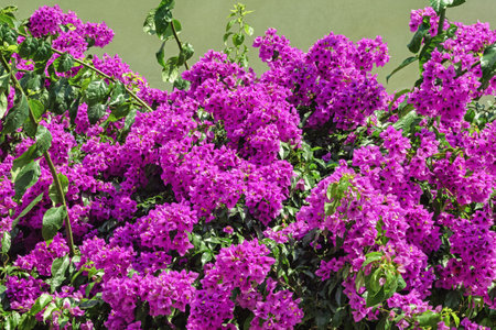Beautiful flowers of  purple Bougainvillea in  gardenの写真素材