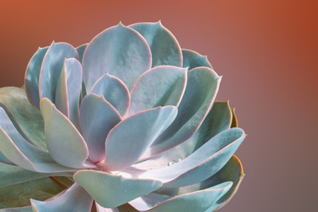 Sempervivum ( hens and chicks ) succulentの写真素材