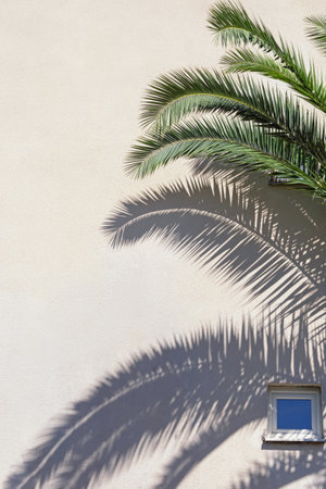 Leaves of palm tree against old rustic wall on sunny day, backgroundの写真素材