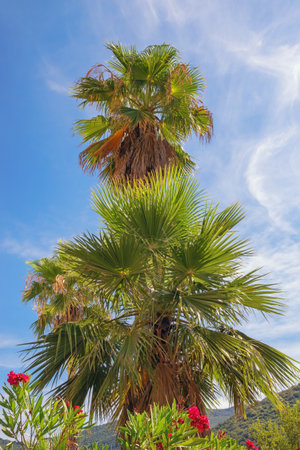 Fan palms ( Washingtonia robusta ) against sky on sunny summer day. Montenegroの写真素材