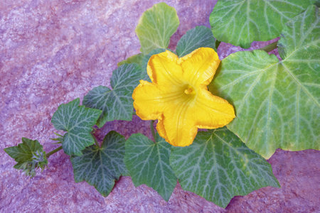 Green leaves and yellow flower of pumpkin. Natural stone background. Copy spaceの写真素材