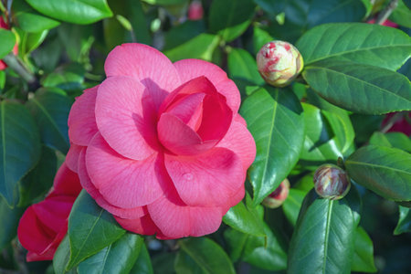 Spring flowers. Beautiful camellia flower  in gardenの写真素材