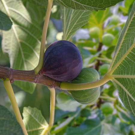 Branch of  fig tree with leaves and fruit in orchard. Ficus caricaの写真素材