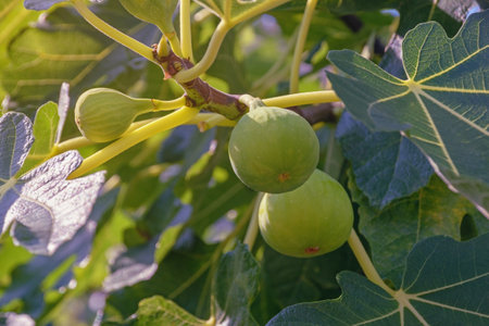Orchard. Branch of  fig tree with leaves and fruit. Ficus caricaの写真素材
