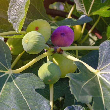 Branch of  fig tree ( Ficus carica ) on sunny summer day