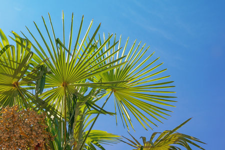 Leaves of Fan palm tree ( Washingtonia filifera ) against  sky. Vacation conceptの写真素材
