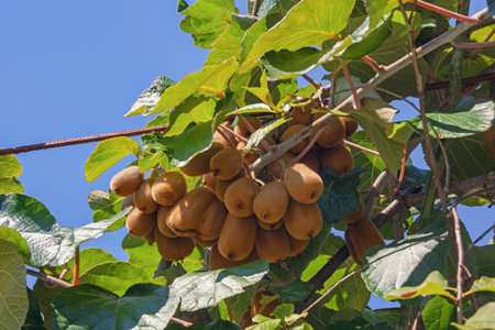 Kiwi  fruiting vine with leaves and fruit in orchard on sunny autumn dayの写真素材