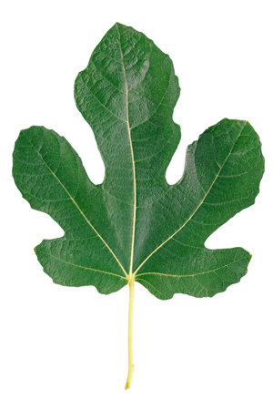 Green leaf of fig tree isolated on whiteの写真素材