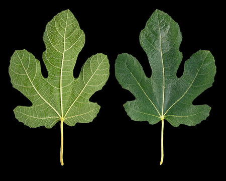Green leaf of fig tree. Leaf on both side. Isolated on black background, flat layの写真素材
