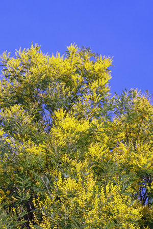 Branches of Acacia dealbata tree with bright yellow flowers against blue skyの写真素材