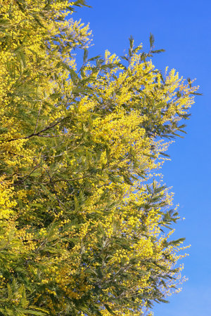 Springtime. Branches of Acacia dealbata tree with bright yellow flowers against blue skyの写真素材