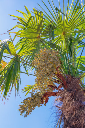Leaves of Fan palm tree ( Washingtonia filifera ) against  blue sky  on sunny autumn dayの写真素材