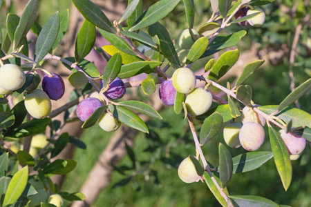 Branches of olive tree with leaves and fruitの写真素材