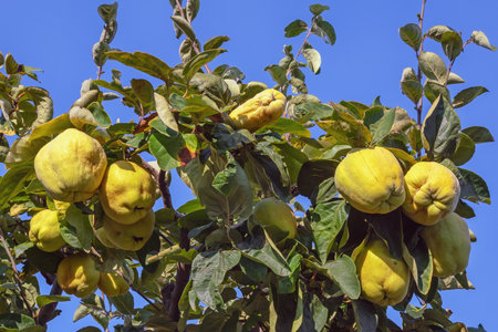 Branches of quince tree ( Cydonia oblonga ) with leaves and  ripe fruit on sunny autumn dayの写真素材