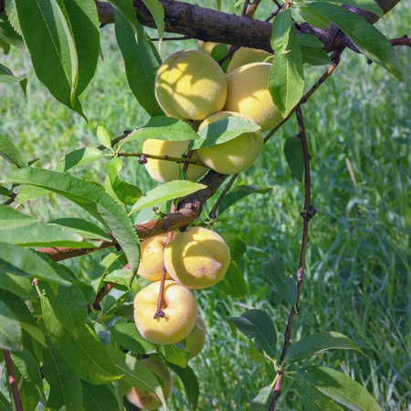Branch of almond tree with leaves and fruit on sunny autumn dayの写真素材