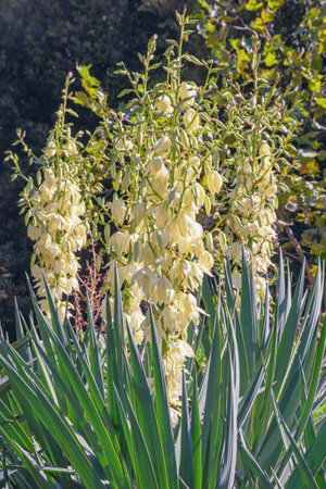 White flowers of Yucca ( Yucca filamentosa ), ornamental evergreen shrub on sunny autumn day in garden. Montenegroの写真素材