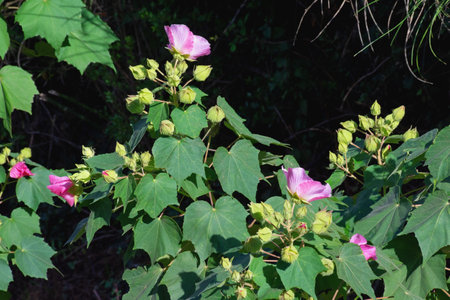 Pink hibiscus (Hibiscus indicus)  with flowers and buds on sunny autumn day, Montenegroの写真素材