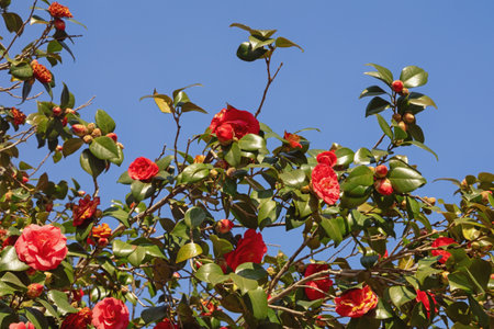 Spring flowers. Branches of camellia bush with red flowers and green leaves against blue skyの写真素材