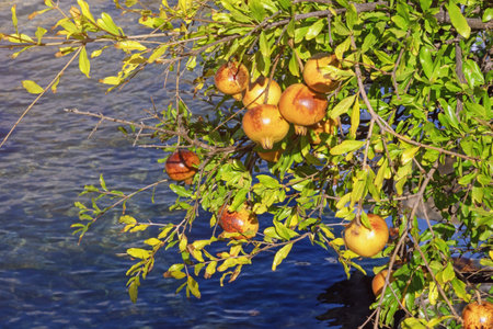 Branches of a pomegranate tree with ripe fruit on coast of bayの写真素材