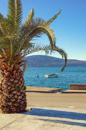 Beautiful autumn Mediterranean landscape. Montenegro, Adriatic Sea, Tivat. Palm tree on coast of Kotor Bayの写真素材