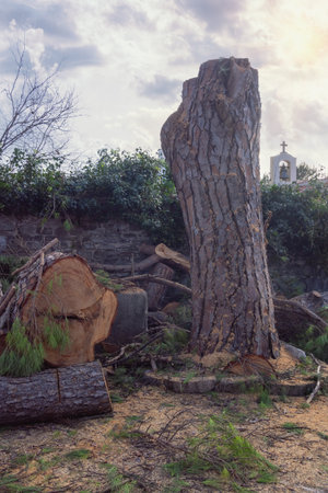 Freshly cut of trunk of old tall pine tree. Montenegro, Tivatの写真素材