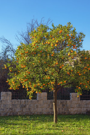 Tangerine tree with ripe fruit in orchard on sunny dayの写真素材