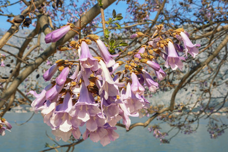 Springtime. Branches of Paulownia tomentosa tree with pink flowers. Montenegro, coast of Kotor Bayの写真素材