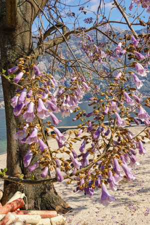 Springtime. Mediterranean landscape on sunny day.  Paulownia tomentosa  tree with pink flowers....