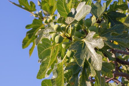 Figs on branch of fig tree on sunny dayの写真素材