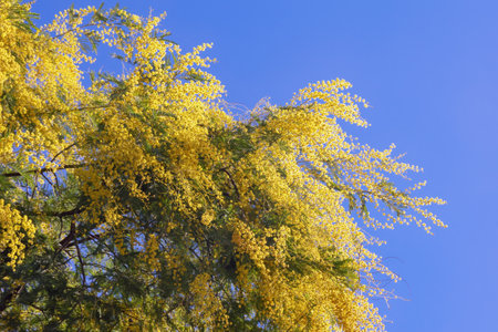 Springtime. Branches of Acacia dealbata tree with yellow flowers against blue skyの写真素材