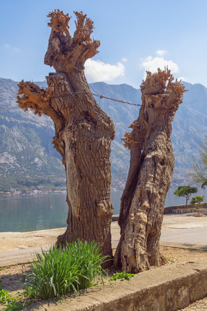 Two old trees on sunny spring day. Montenegro, coast of Kotor Bayの写真素材